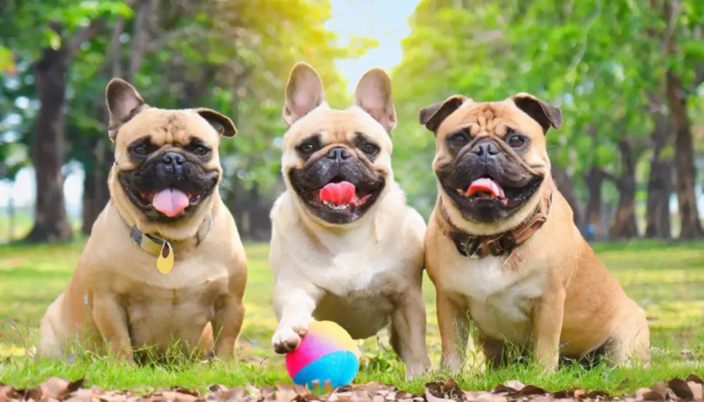 Start a pet care blog - three cute pet dogs playing with a ball in the park